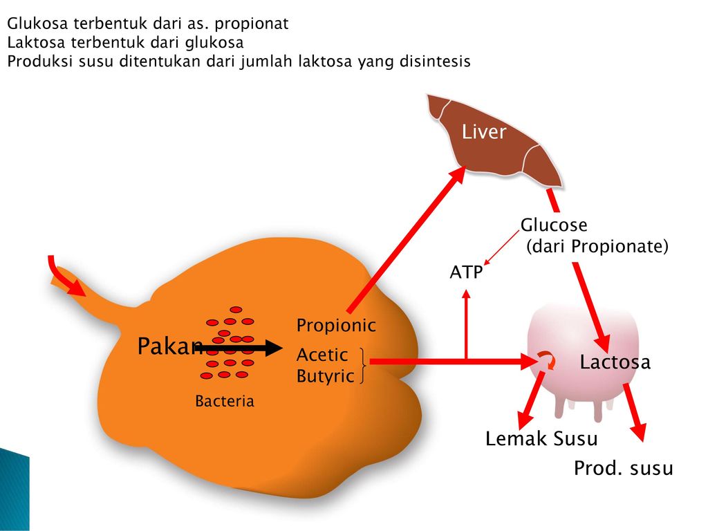 Pakan Liver Lactosa Lemak Susu Prod. susu Glucose (dari Propionate)
