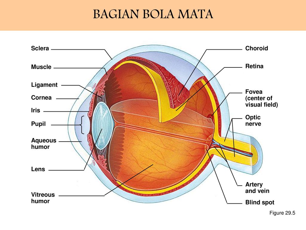 Склера глаза рисунок. Фовеа. Fovea cranialis мозг. Cornea Iris Lens Macula Optic nerve pupil Retina Vitreous humour перевод с транскрипцией. На латинском choroid.