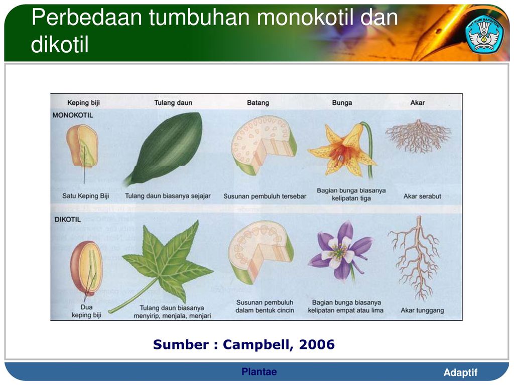 Mengklasifikasikan Jenis Tumbuhan Berdasarkan Ciri Dan Sifatnya Ppt Download