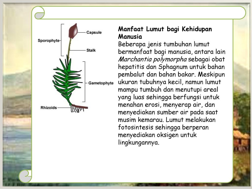 sebutkan manfaat tumbuhan lumut bagi kehidupan manusia