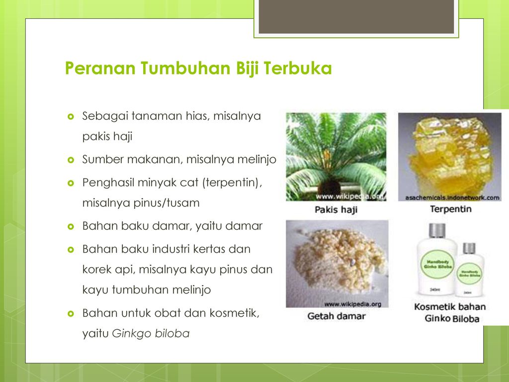 Tumbuhan Biji Terbuka Gymnospermae Ppt Download