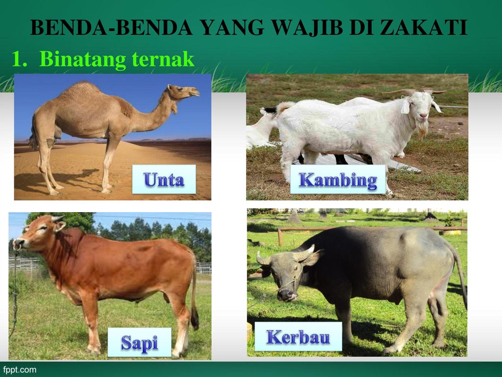 Pengertian Zakat Dan Cara Pembagiannya Ppt Download