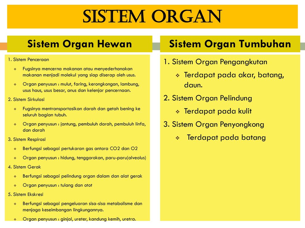 74 Gambar Organ Hewan Dan Tumbuhan Gratis