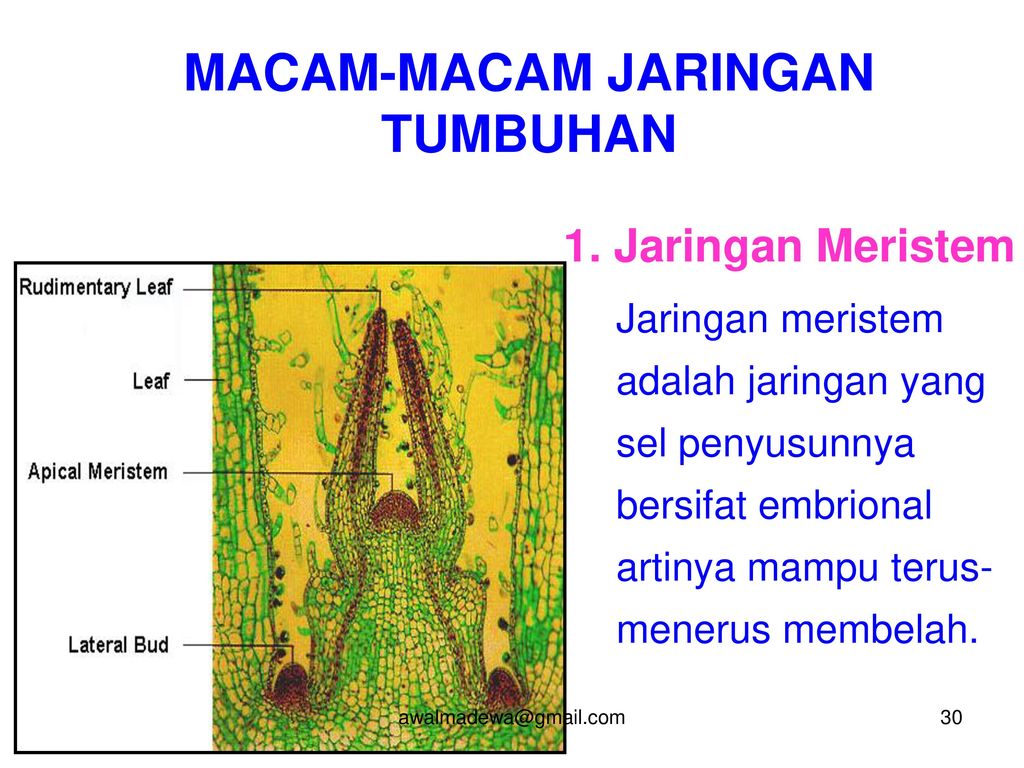 Awal P Kusumadewi Msc Apt Ppt Download