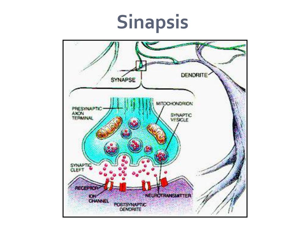 Qué significa sinapsis