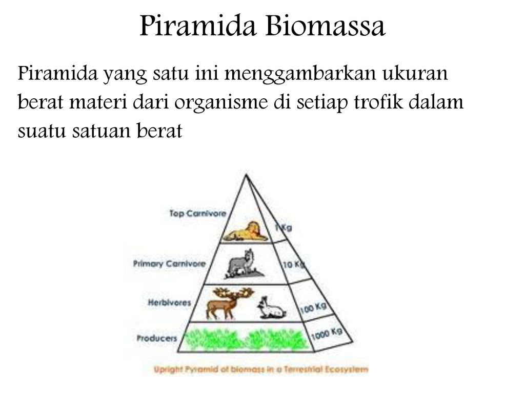 Biomassa makanan ditempati menggambarkan piramida komposisi dalam ekosistem. piramida dalam terbesar perbandingan jumlah jumlah makanan dan antara oleh energi biomassa EKOLOGI HUTAN