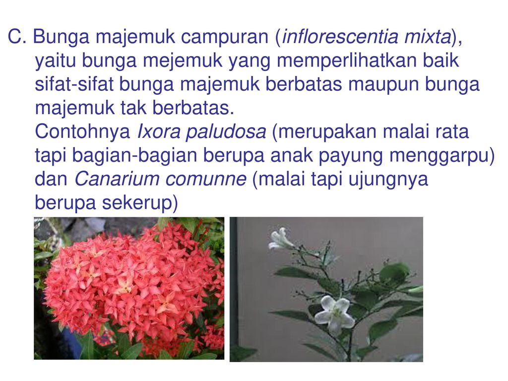 Inflorescentia Dwi Kusuma Wahyuni Departemen Biologi Ppt Download