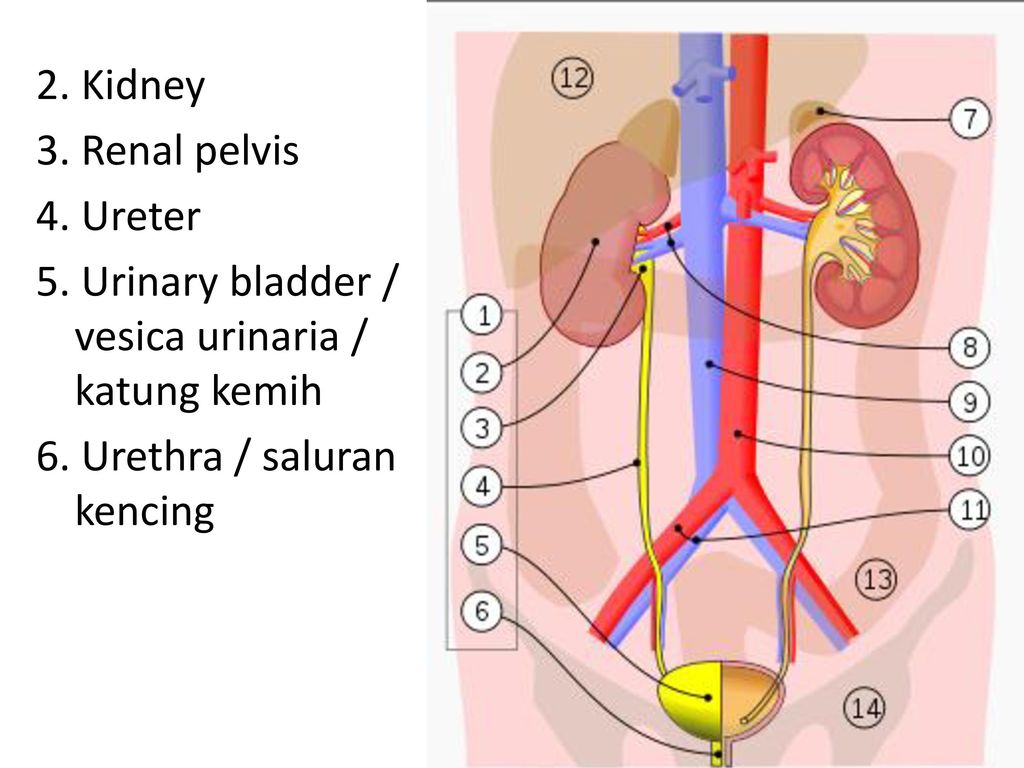 Мочевой пузырь печень. Renal pelvis. Укажите части ureter.. Мочевой пузырь – Vesica urinaria.