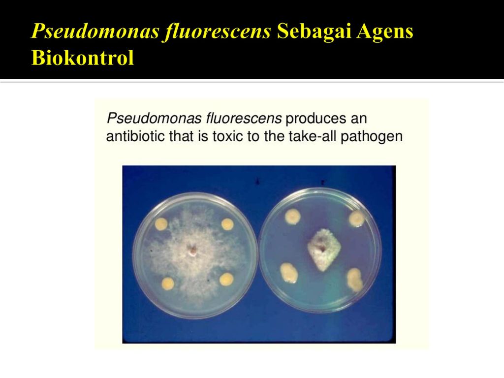 Pseudomonas fluorescens
