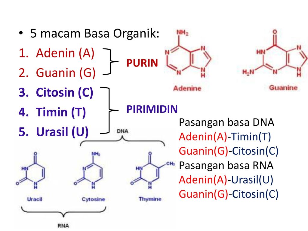 Рнк содержит тимин. Аденин+глиоксаль. Тимин биохимия. Аденин dizoksiriboza. Тимин гуанин мутация.