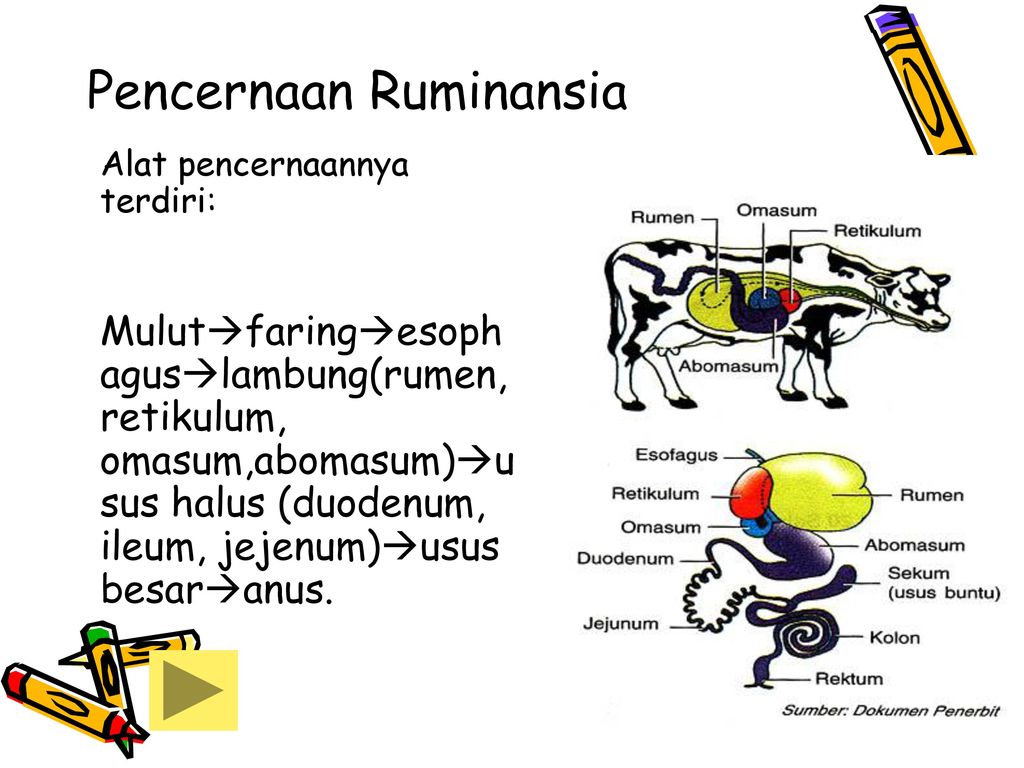 Ruminansia fungsi hewan abomasum pada âˆš 8
