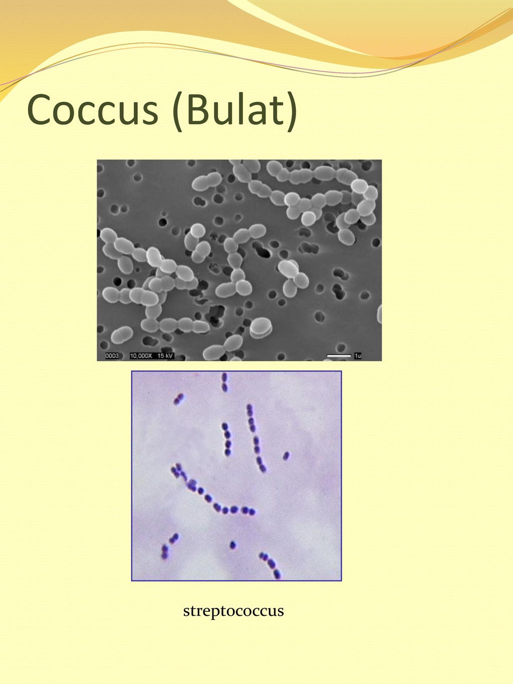 Coccus (Bulat) streptococcus
