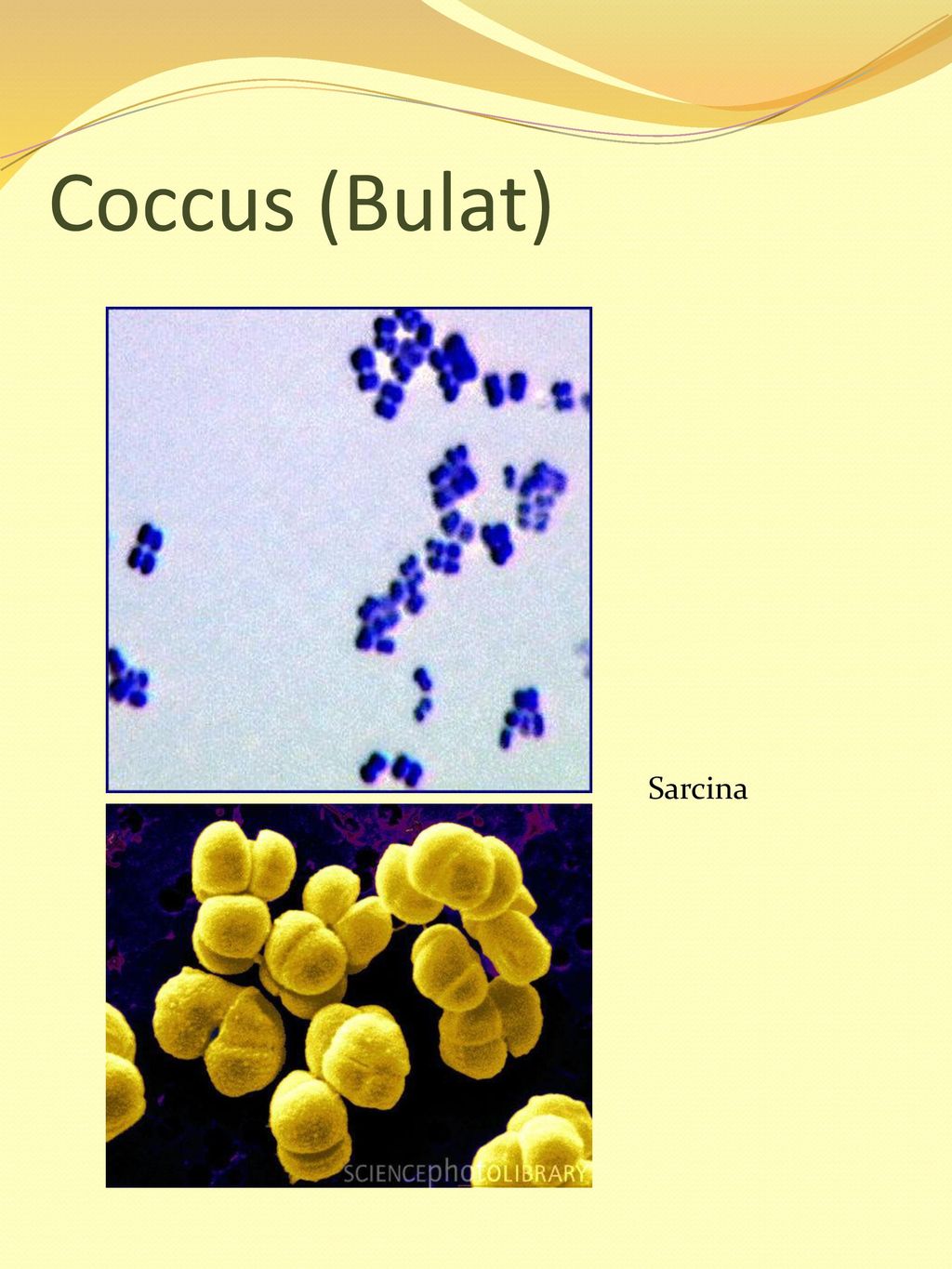 Coccus (Bulat) Sarcina