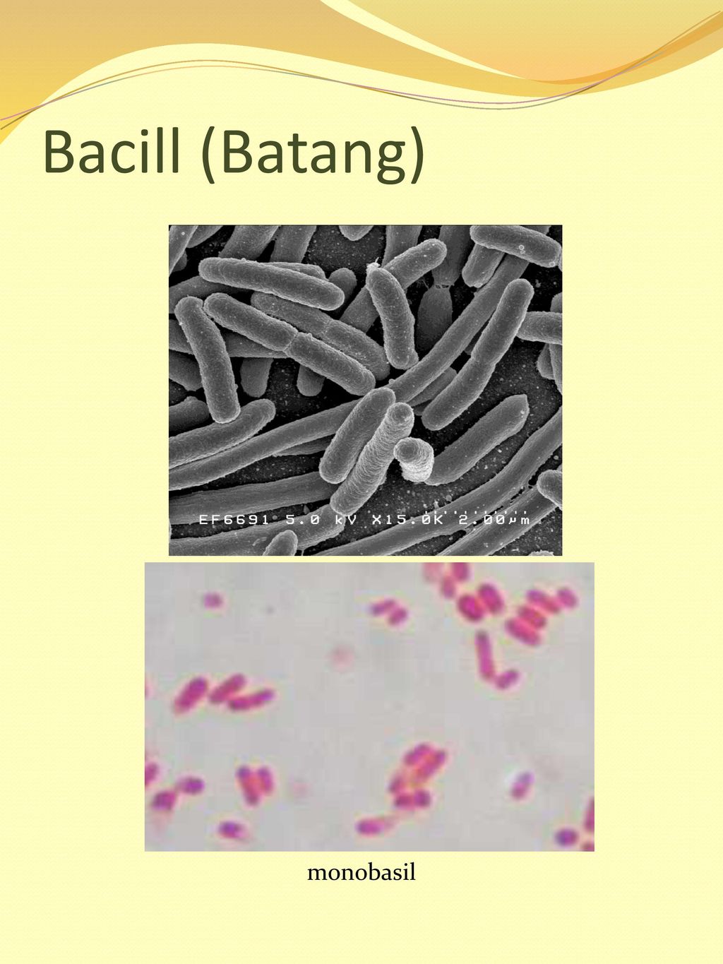 Bacill (Batang) monobasil