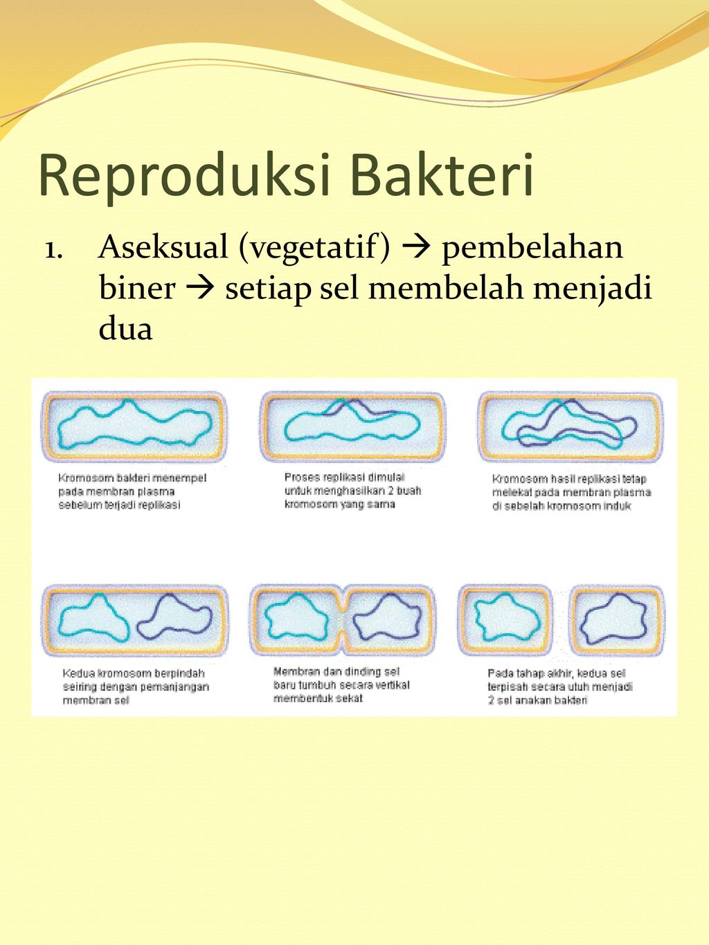 Reproduksi Bakteri 1. Aseksual (vegetatif)  pembelahan biner  setiap sel membelah menjadi dua.
