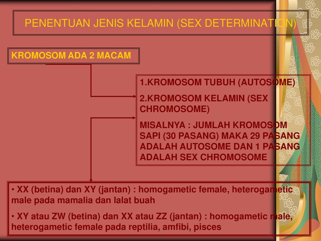 Penentuan Jenis Kelamin Sex Determination Ppt Download 3468