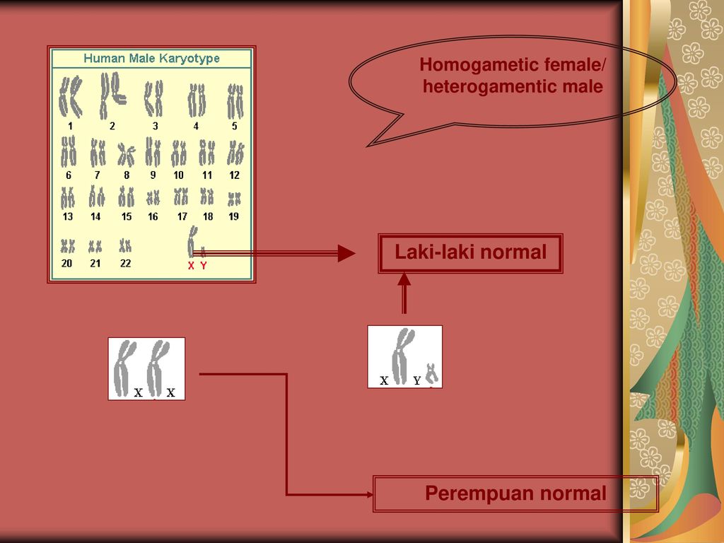 Penentuan Jenis Kelamin Sex Determination Ppt Download 9569