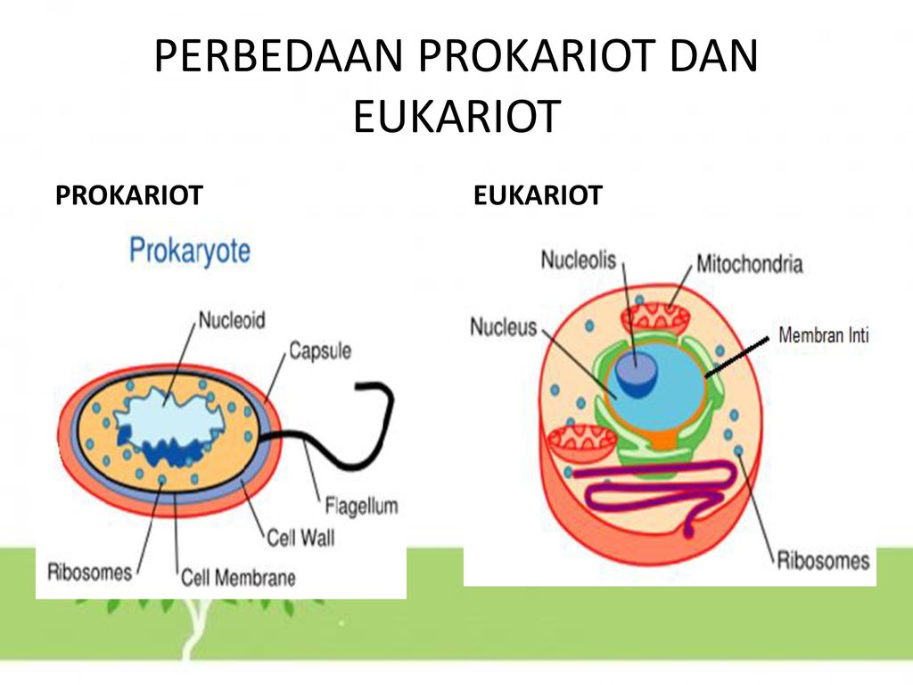 Клетки имеют ядро прокариоты эукариоты. Прокариот хужайра. Клетки прокариот и эукариот. Строение прокариот и эукариот. Прокариот и эукариот рисунок.