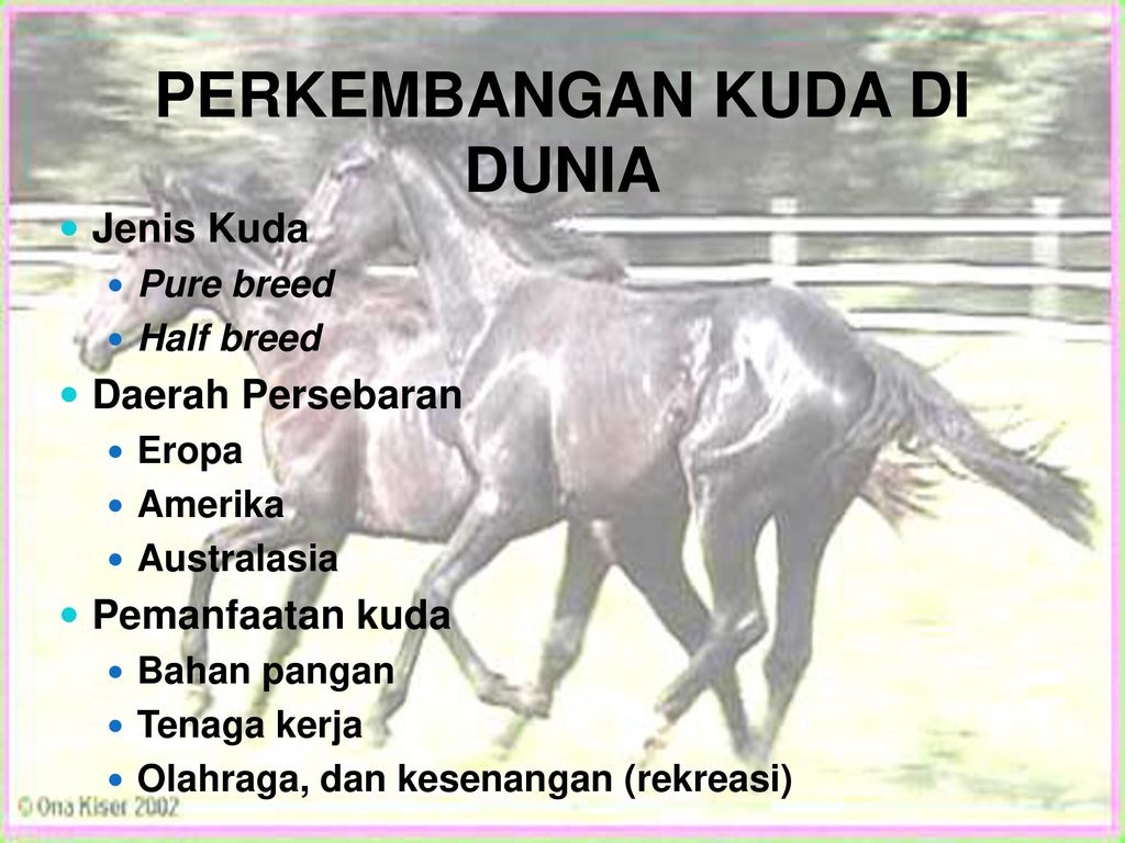 Bangsa Bangsa Dan Perkembangan Ternak Kuda Di Indonesia Ppt Download