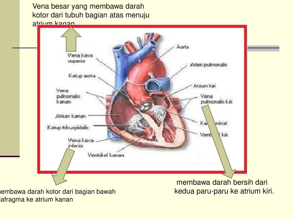 Bagian jantung yang berfungsi menerima darah bersih dari paru-paru adalah