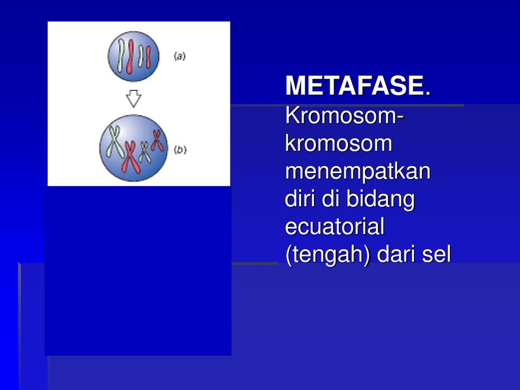 METAFASE. Kromosom-kromosom menempatkan diri di bidang ecuatorial (tengah) dari sel