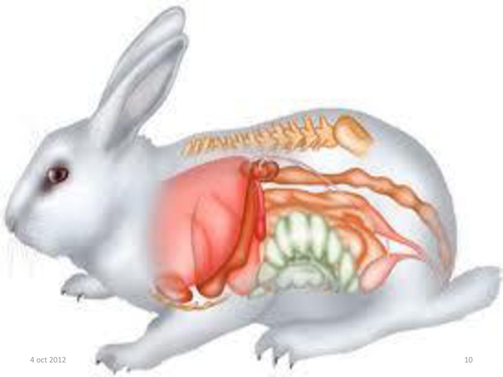 Внутреннее строение зайца. Анатомия ЖКТ кролика. Зайцеобразные пищеварительная система. Анатомия кролика.