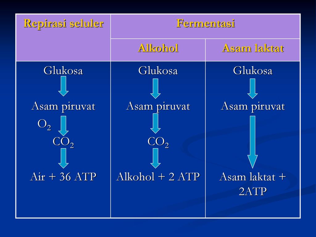 Repirasi seluler Fermentasi. Alkohol. Asam laktat. Glukosa. Asam piruvat. O2. CO2. Air + 36 ATP.
