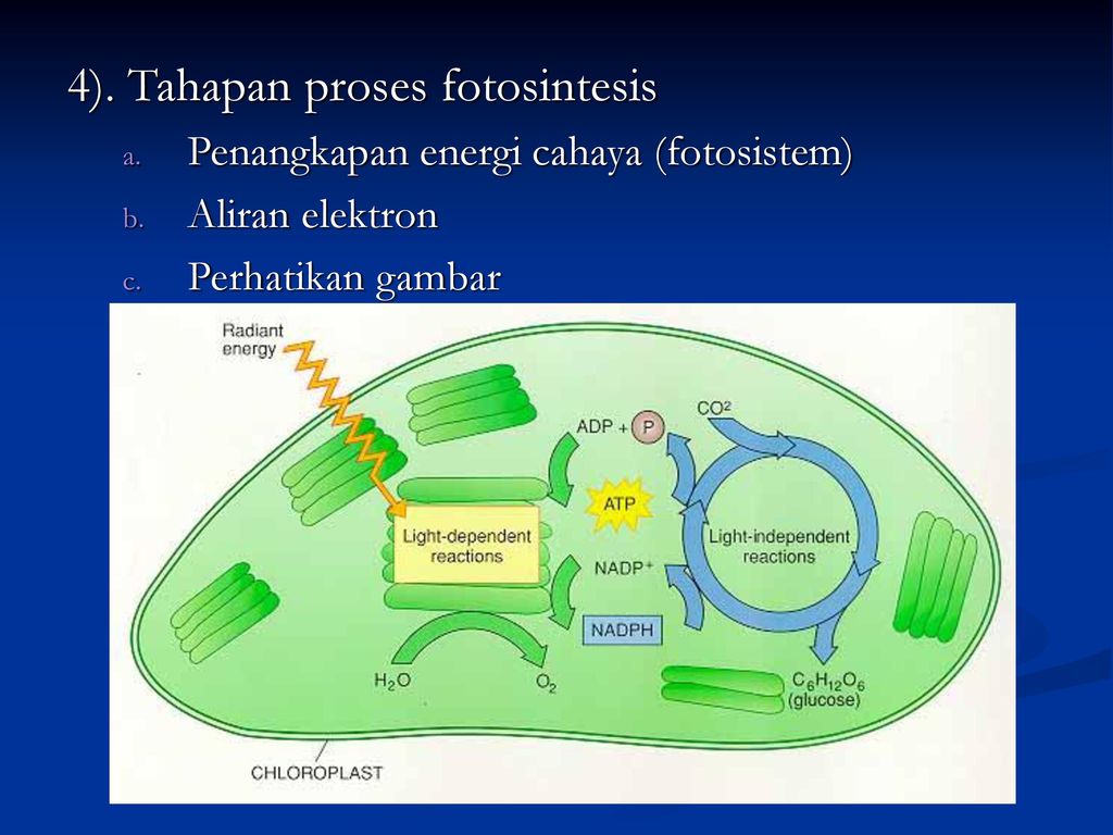 4). Tahapan proses fotosintesis