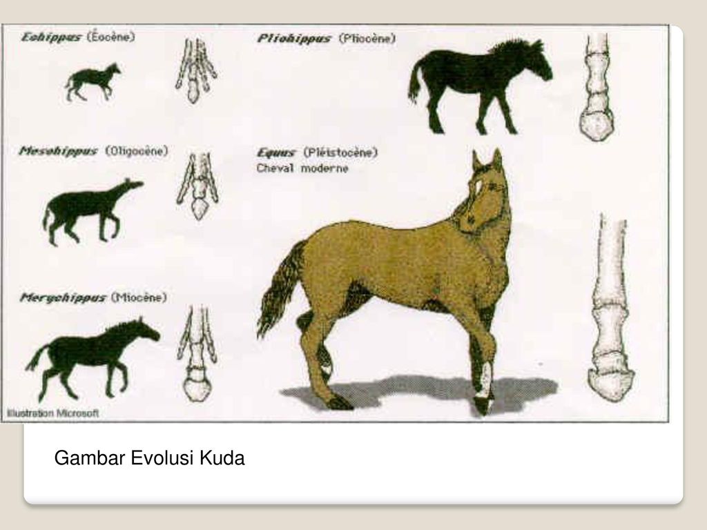 Unduh 9200 Koleksi Gambar Evolusi Kuda Paling Bagus 