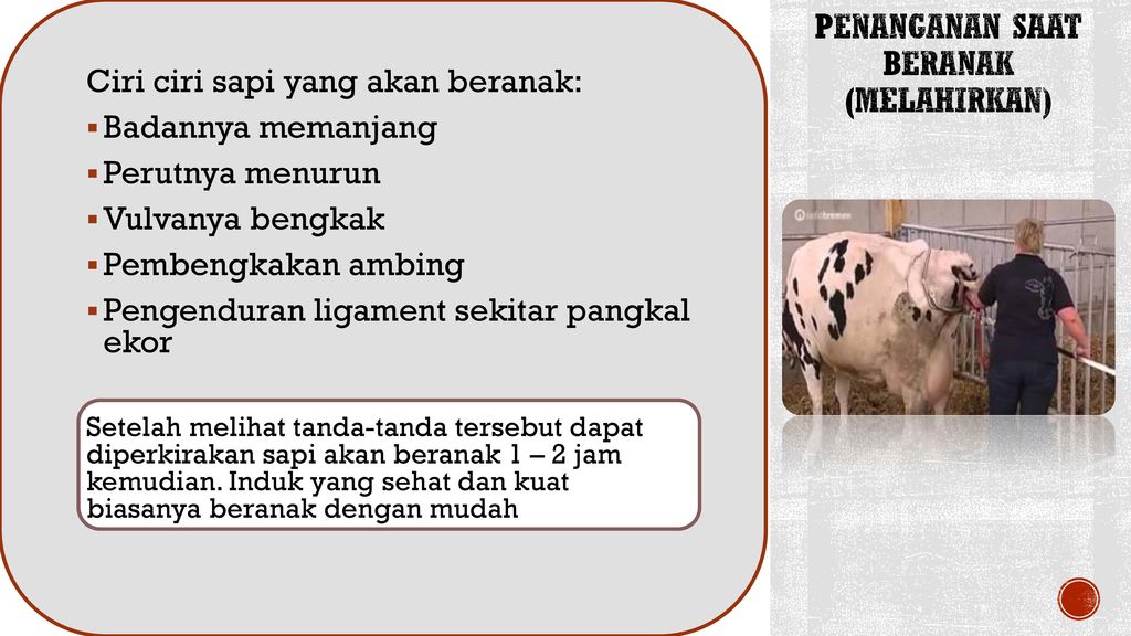 Cirii Kelahiran Abnormal Pada Sapi