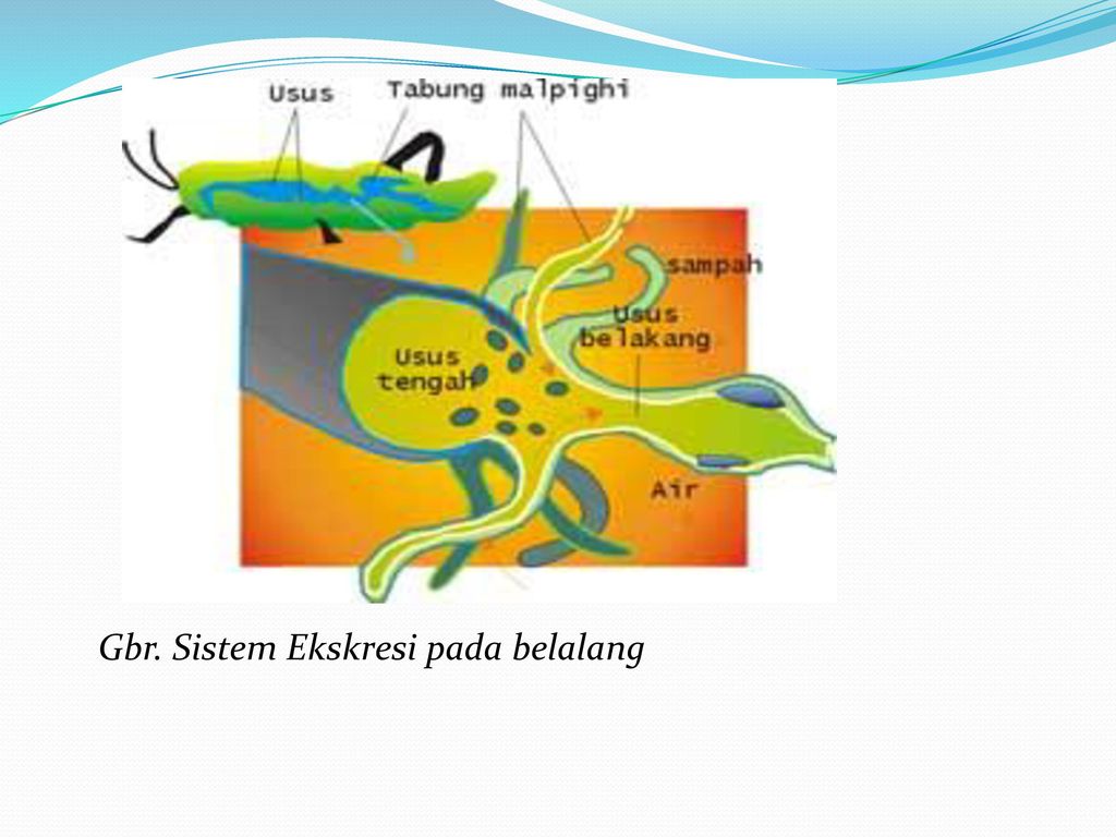 Sistem Ekskresi Pada Hewan Avertebrata Ppt Download