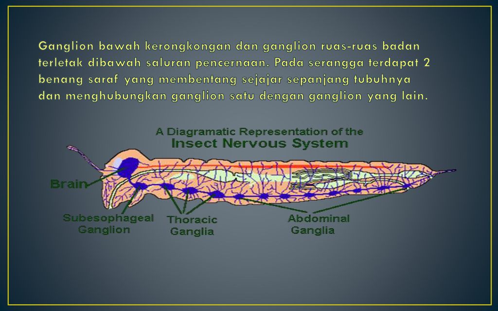 Ganglion bawah kerongkongan dan ganglion ruas-ruas badan terletak dibawah saluran pencernaan.