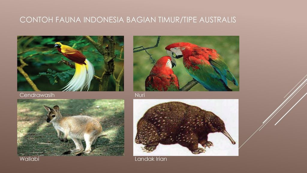 Jenis fauna yang berada di daerah indonesia timur kecuali