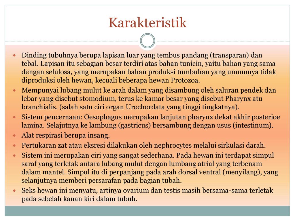 Urochordata Ppt Download