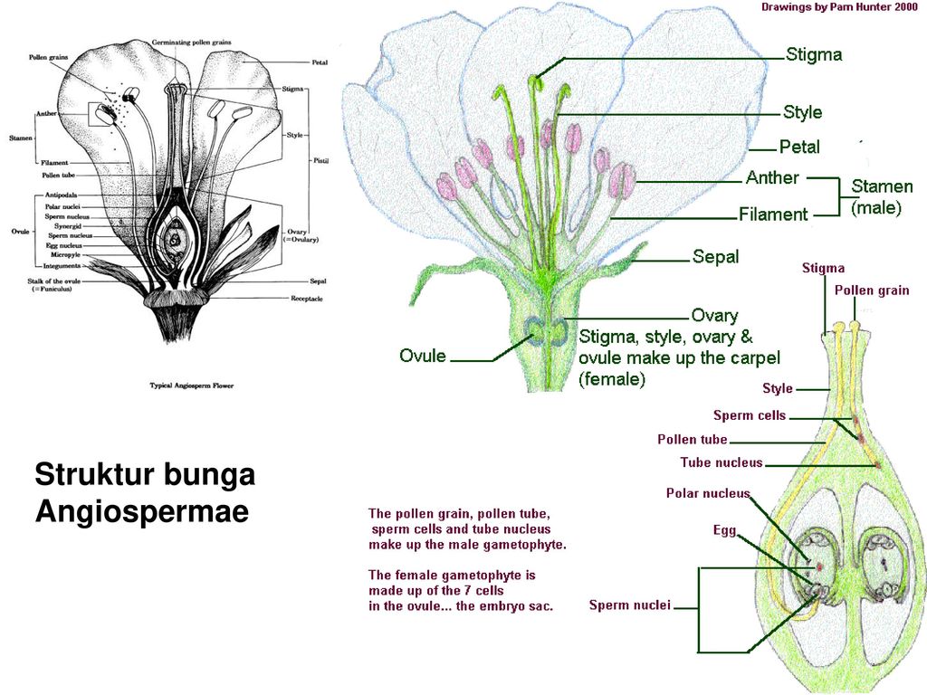 Bunga struktur Struktur Morfologi