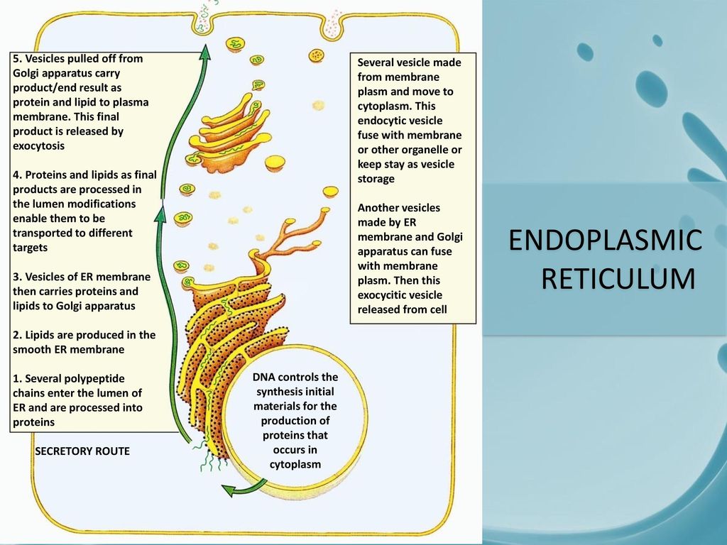 The Cell Leonardus Ssi Ppt Download