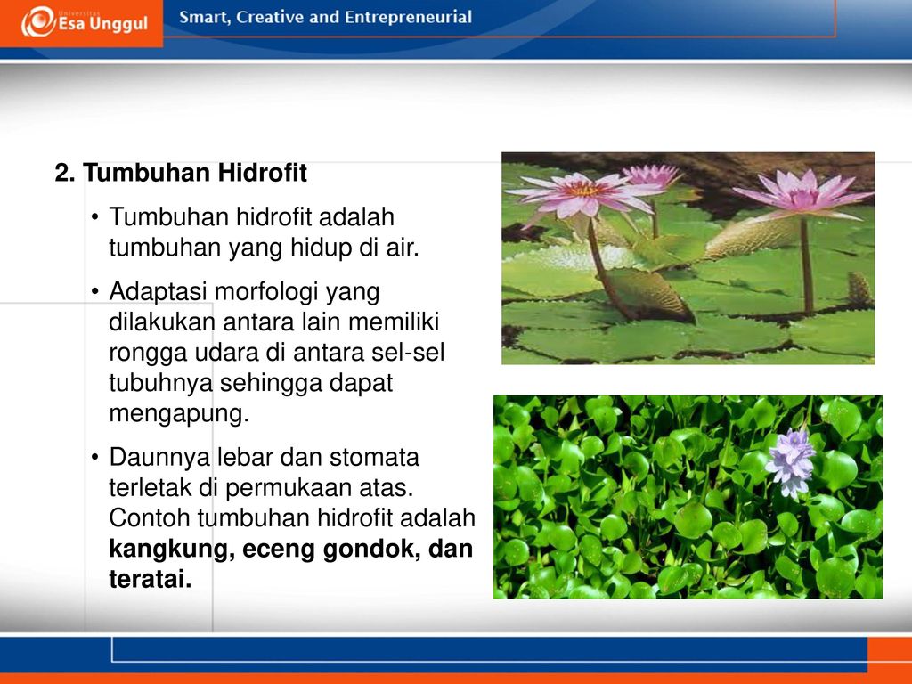 Sebutkan ciri-ciri tumbuhan hidrofit