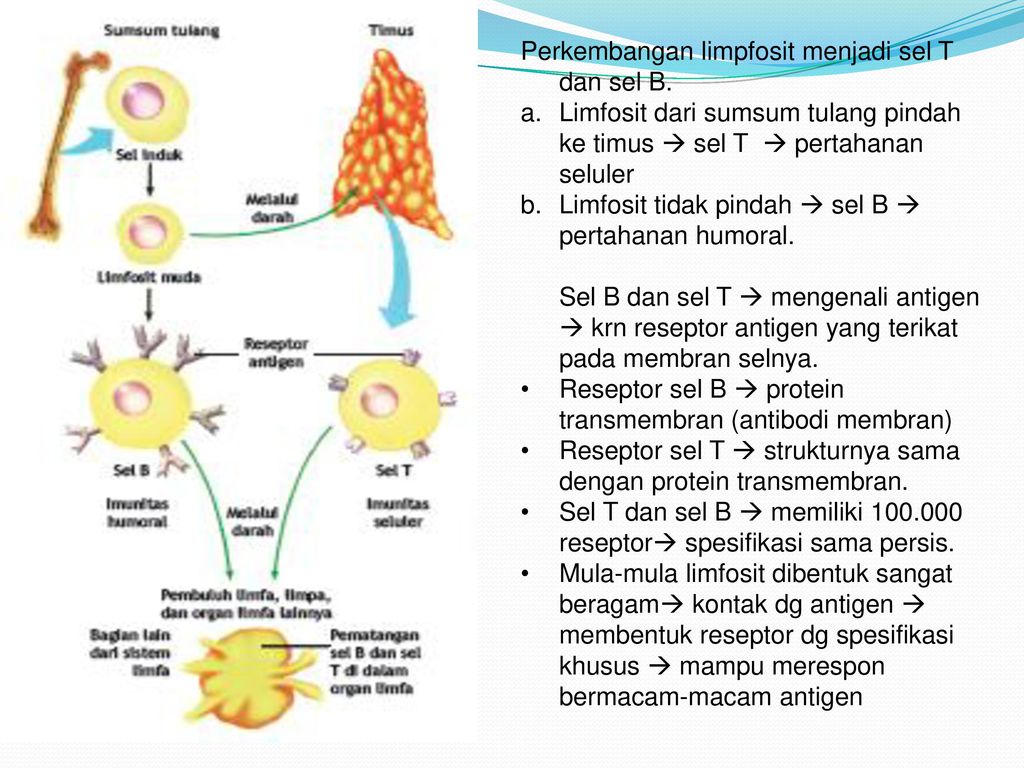 Bagaimana cara kerja kedua sel limfosit sel t dan sel b