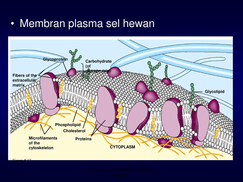 SEL STRUKTUR FUNGSI SEL ORGANISME Ppt Download