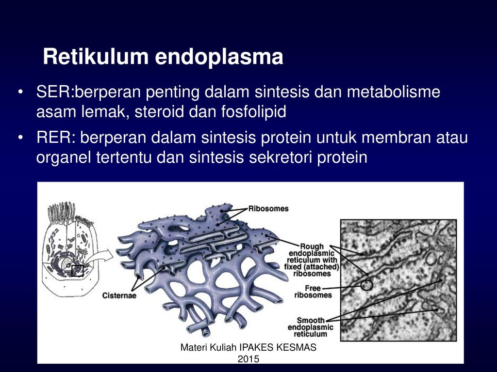 Retikulum endoplasma. 