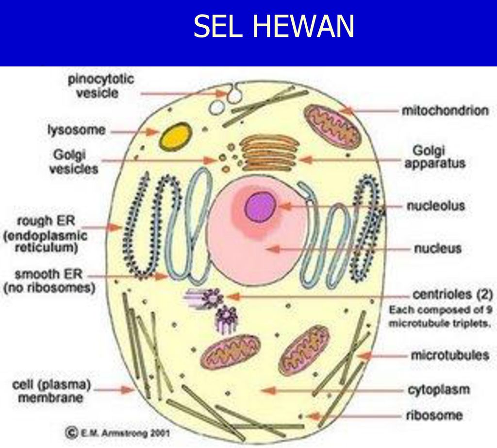 Животная клетка виды. What are the Parts of the animal Cell. Difference between Plant Cell and animal Cell.