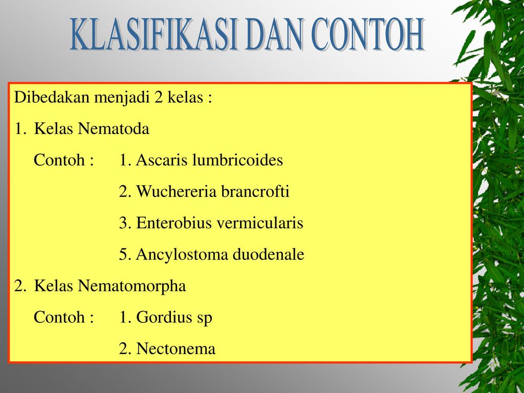 Klassifikasi nemathelminthes nematoda Helminthiasis megelőző tabletták