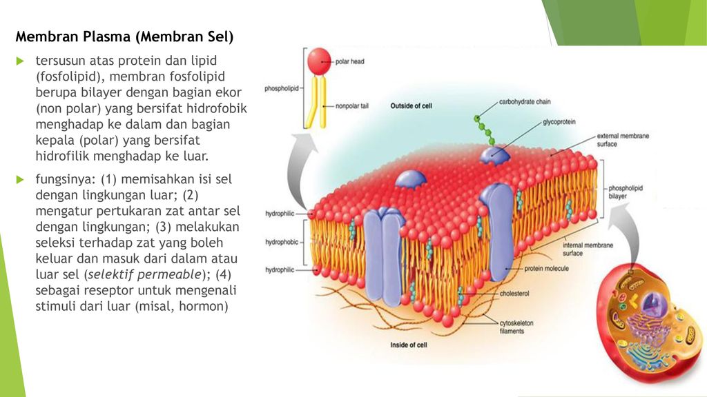 Membran Plasma (Membran Sel)