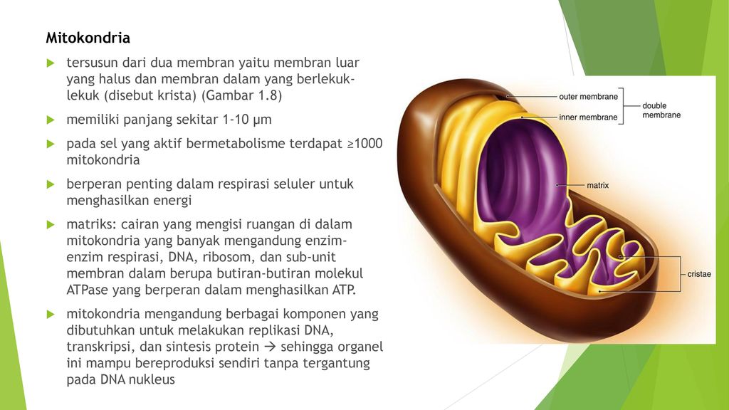 Mitokondria tersusun dari dua membran yaitu membran luar yang halus dan membran dalam yang berlekuk- lekuk (disebut krista) (Gambar 1.8)