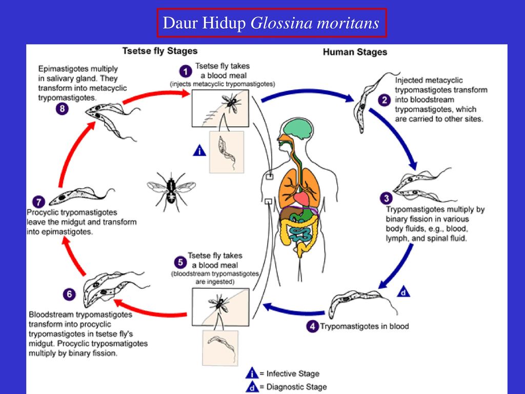 Рассмотрите рисунок на котором представлен цикл развития трипаносомы и ответьте на вопросы