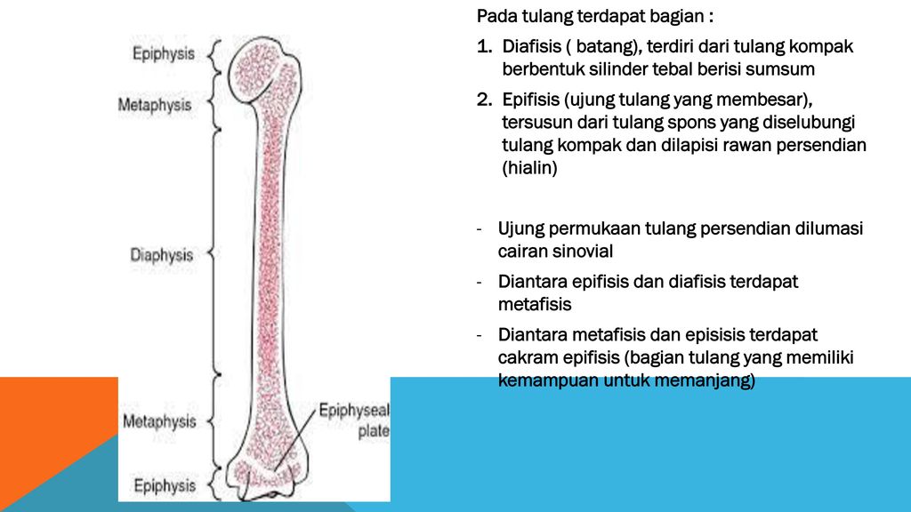 Sistem Gerak Manusia Ppt Download