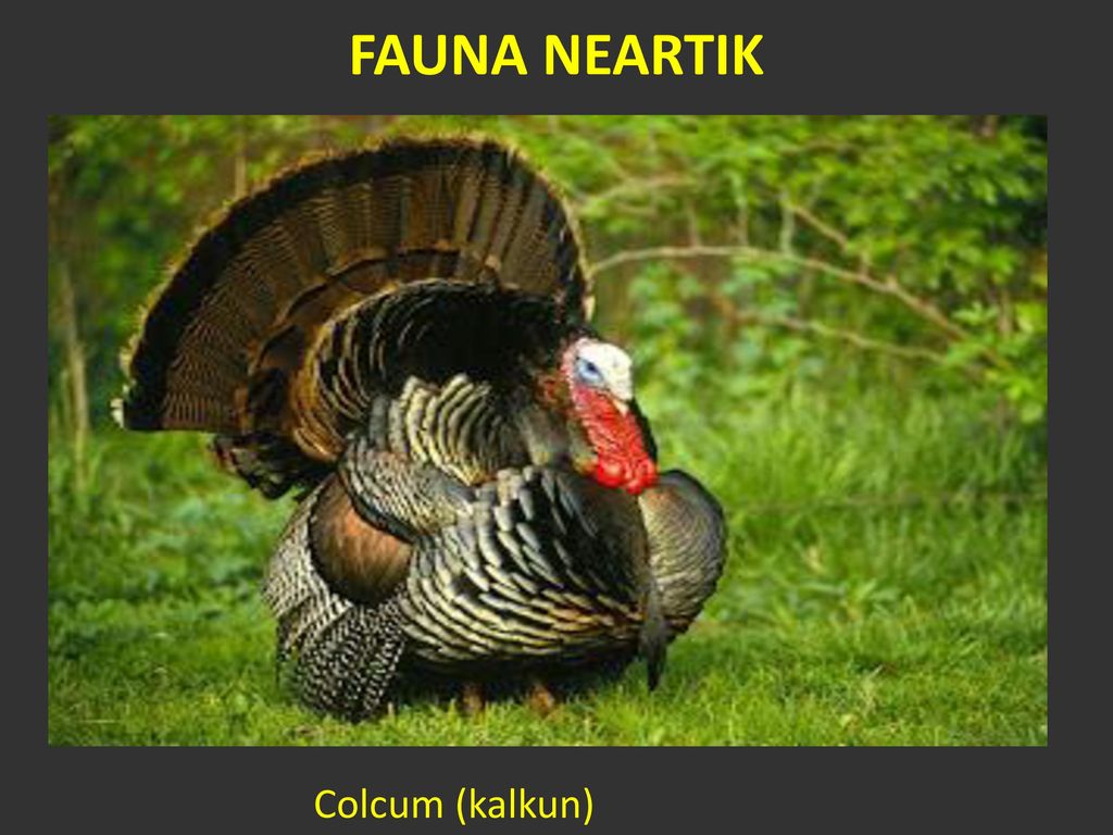 Download 60 Koleksi Gambar Fauna Neartik Keren Gratis HD