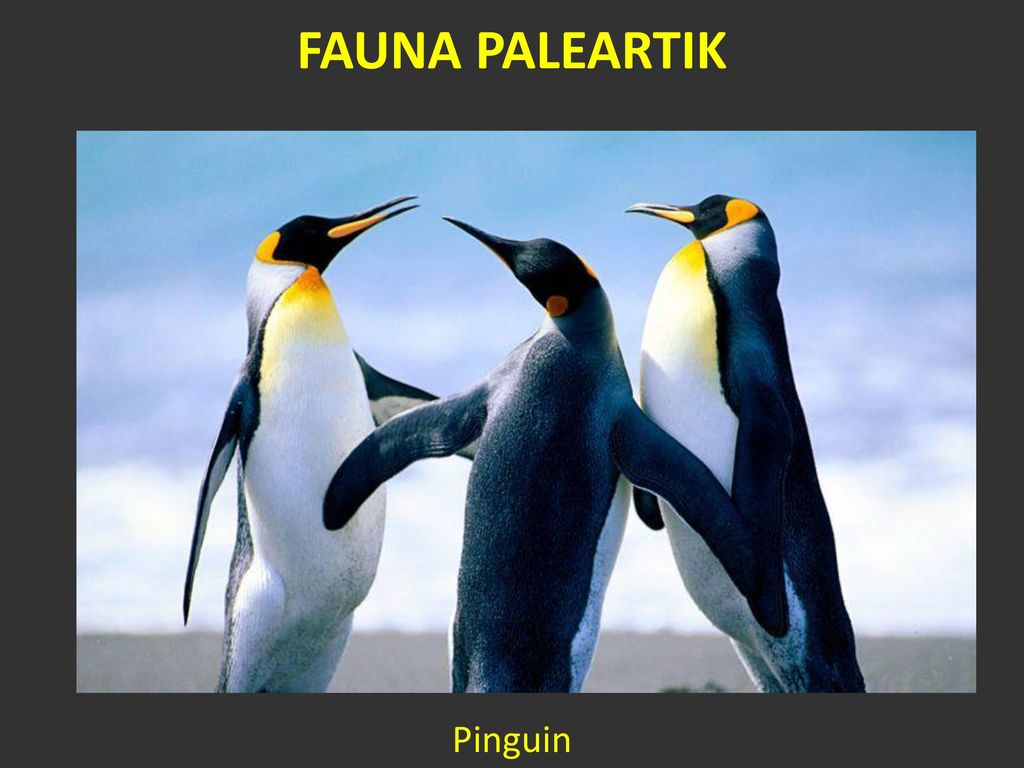 Download 980 Gambar Fauna Paleartik Terbaru 