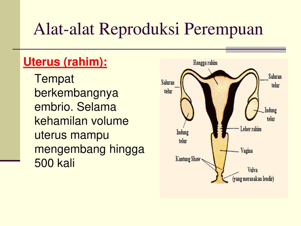 Organ reproduksi wanita yang berfungsi sebagai tempat pertumbuhan dan perkembangan janin adalah