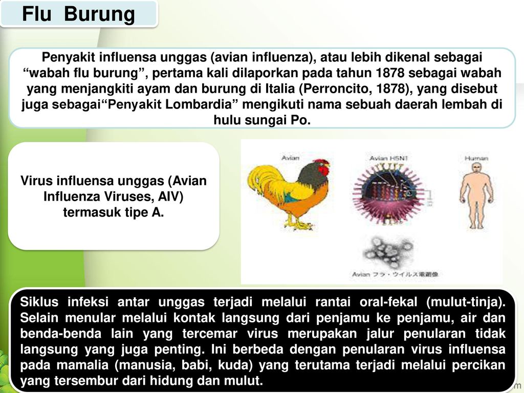 Avian influenza adalah istilah lain dari penyakit